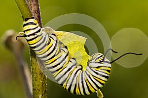Monarch Butterfly Caterpillar eating milkweed.