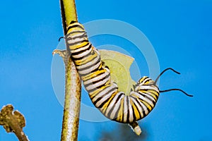 Monarch Butterfly Caterpillar eating milkweed.