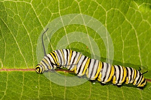 Monarch Butterfly Caterpillar eating milkweed.