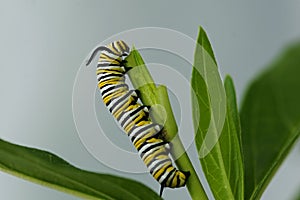 Monarch butterfly caterpillar eating Milkweed