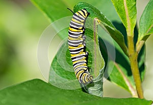 Monarch butterfly caterpillar eating milkweed