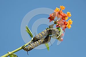 Monarch butterfly caterpillar feeding