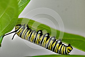 Monarch Butterfly Caterpillar feeding on milkweed