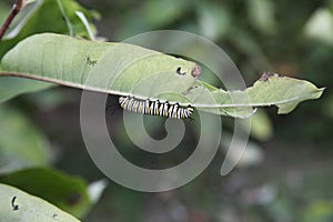 Monarch butterfly caterpillar feeding on milkweed