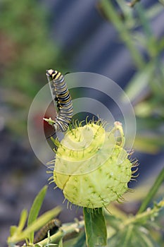 Monarch butterfly caterpillar feeding on swan plant