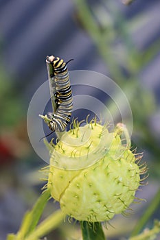 Monarch butterfly caterpillar feeding on swan plant