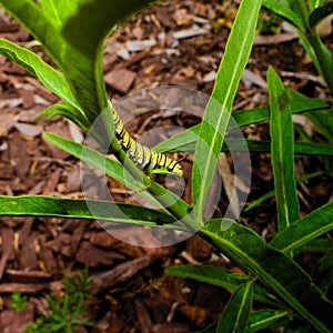 Mariposa oruga recursos sobre el planta 