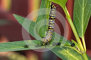 Monarch butterfly caterpillar and frass on leaf of swamp milkweed plant.