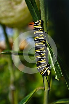 Monarch butterfly caterpillar Insect