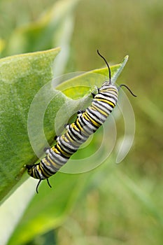 Monarch Butterfly Caterpillar Larvae