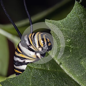 Monarch butterfly caterpillar larvae (Danaus plexippus) eating milkweed