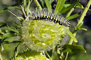 Monarch butterfly caterpillar