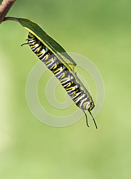 Monarch Butterfly Caterpillar On Milkweed
