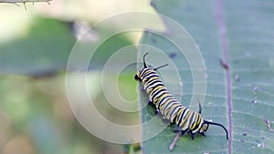 Monarch butterfly caterpillar on milkweed leaf