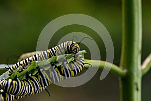 Monarch butterfly caterpillar on milkweed leaf.