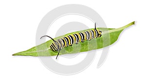 Monarch butterfly caterpillar on a milkweed leaf isolated