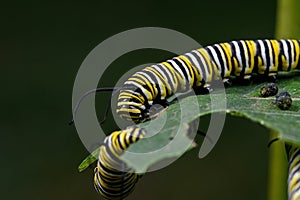 Monarch butterfly caterpillar on milkweed leaf.