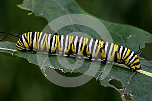 Monarch butterfly caterpillar on milkweed leaf.