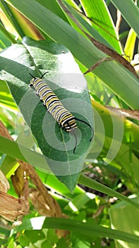 Monarch butterfly Caterpillar on milkweed