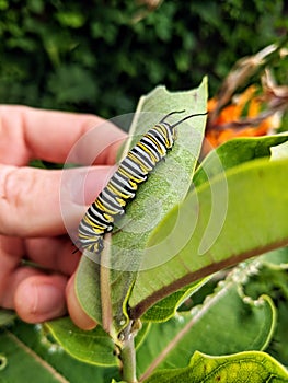 A monarch butterfly caterpillar on a milkweed plant leaf.
