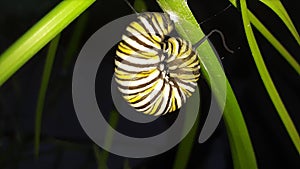 Monarch butterfly Caterpillar prepares for metamorphosis