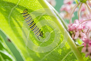 Monarch Butterfly caterpillar on Swamp Milkweed