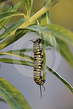 Monarch butterfly caterpillar on swan plant