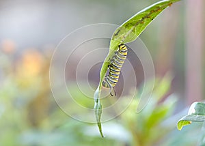 Monarch butterfly caterpillar upside down on aphid infested milkweed leaf