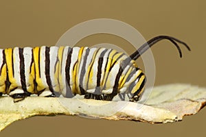 Monarch Butterfly Caterpillar (danaus plexippus)