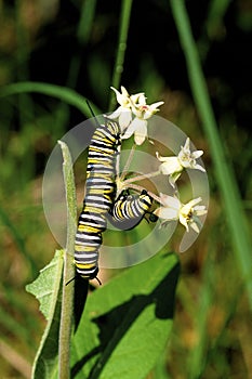 Monarch Butterfly Caterpillars   44419