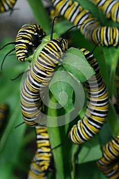 Monarch Butterfly Caterpillars