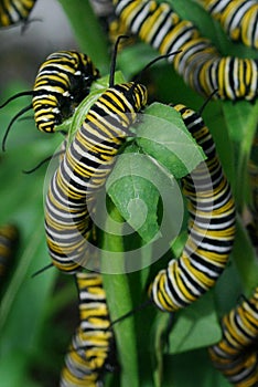 Monarch Butterfly Caterpillars photo