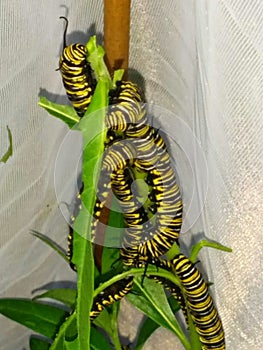 Monarch Butterfly caterpillars