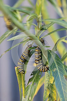 Monarch butterfly caterpillars on swan plant