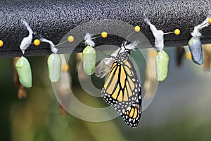 Monarch Butterfly Chrysalis