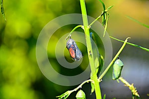 Monarch Butterfly Chrysalis