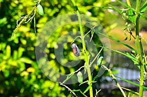 Monarch Butterfly Chrysalis