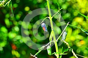 Monarch Butterfly Chrysalis