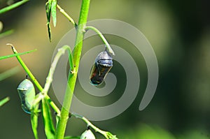 Monarch Butterfly Chrysalis