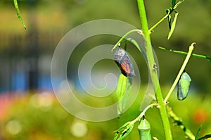 Monarch Butterfly Chrysalis