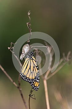 Monarch butterfly and chrysalis