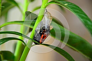 Monarch Butterfly Chrysalis