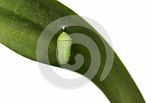 Monarch butterfly chrysalis