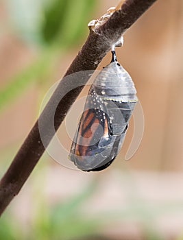 Monarch Butterfly Chrysalis Beginning to Open