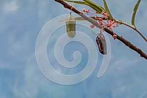 Monarch Butterfly Chrysalis in clear stage and green stage