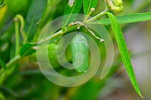 Monarch Butterfly Chrysalis Cocoon