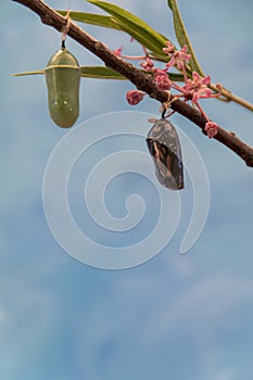 Monarch Butterfly Chrysalis in clear stage blue background portrait