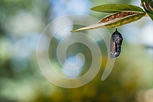 Monarch Butterfly Chrysalis, Danaus Plexppus, on milkweed with jewel tones background
