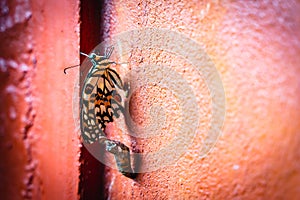 Monarch Butterfly Chrysalis Emerging from Pupa or Cocoon on the Orange Wall