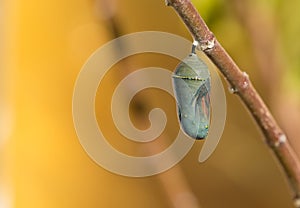 Monarch Butterfly Chrysalis